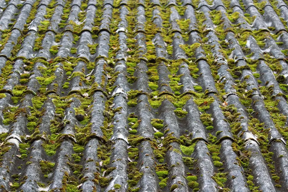 Toiture en tuiles envahie par la mousse
